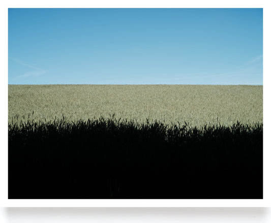 'Wheat Field' print